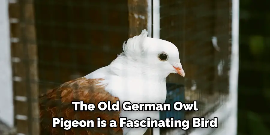 The Old German Owl 
Pigeon is a Fascinating Bird