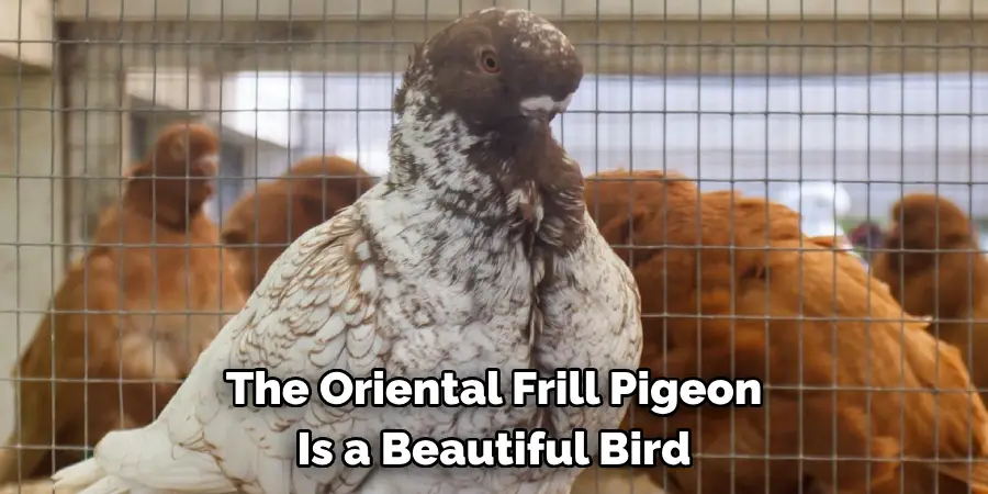 The Oriental Frill Pigeon
Is a Beautiful Bird
