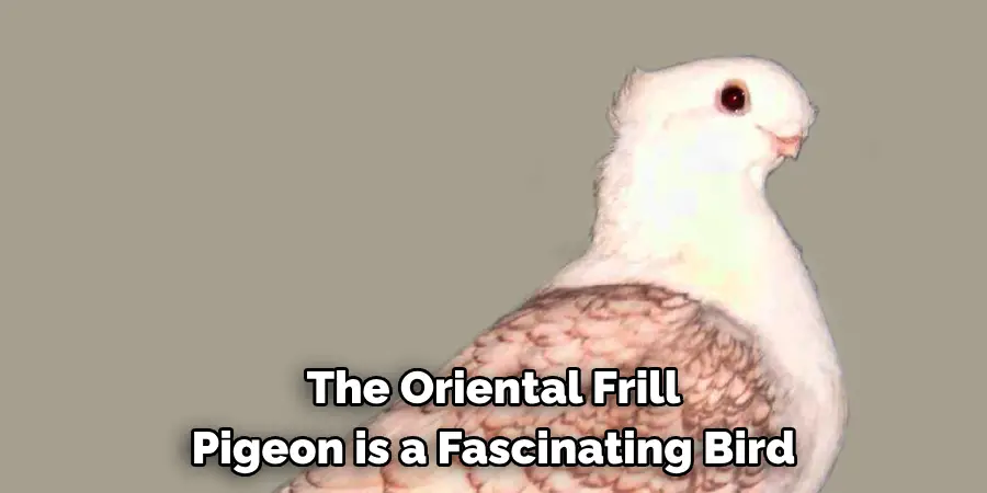 The Oriental Frill
Pigeon is a Fascinating Bird