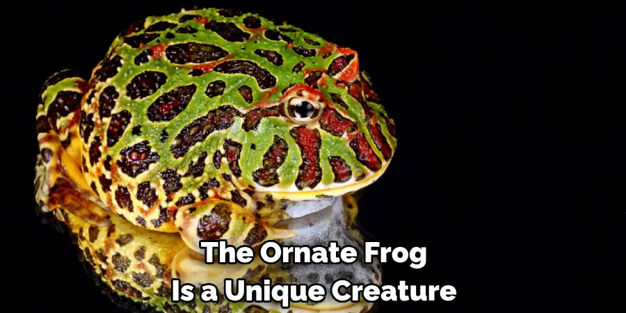 The Ornate Frog 
Is a Unique Creature