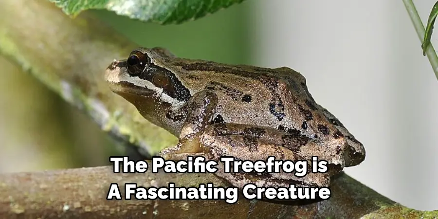 The Pacific Treefrog is 
A Fascinating Creature