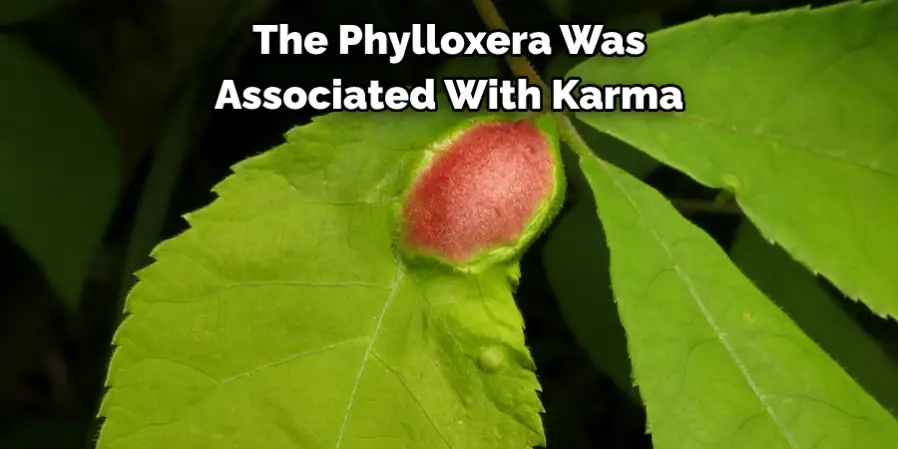 The Phylloxera Was 
Associated With Karma