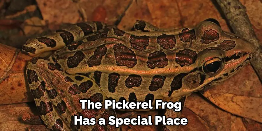 The Pickerel Frog 
Has a Special Place
