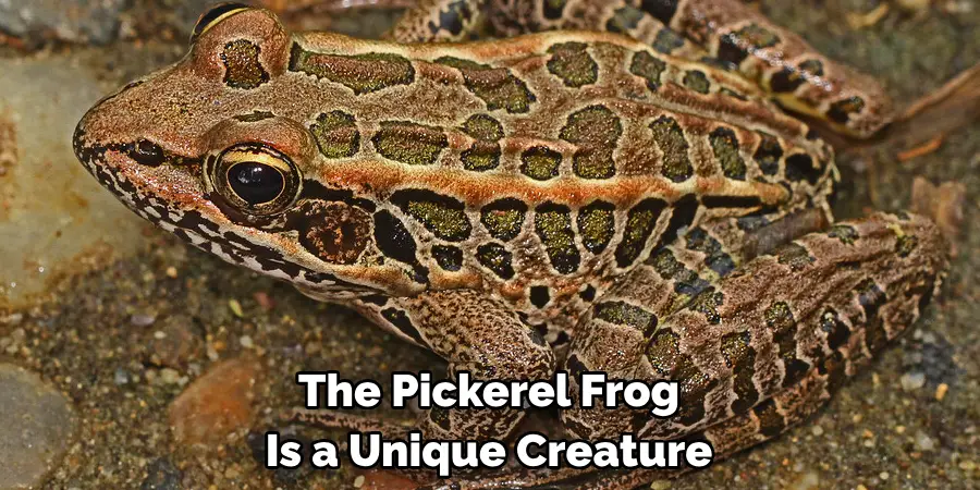 The Pickerel Frog 
Is a Unique Creature