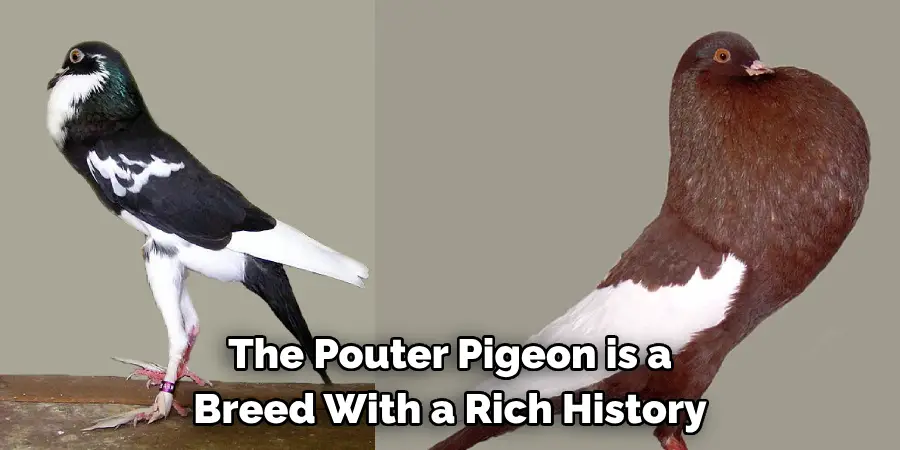 The Pouter Pigeon is a 
Breed With a Rich History