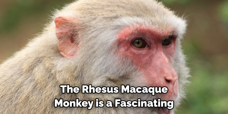 The Rhesus Macaque Monkey is a Fascinating