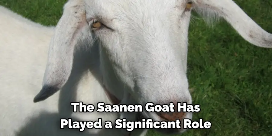 The Saanen Goat Has 
Played a Significant Role