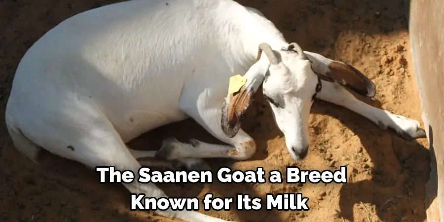 The Saanen Goat a Breed 
Known for Its Milk 