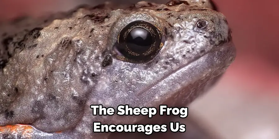 The Sheep Frog Encourages Us