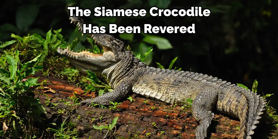 The Siamese Crocodile 
Has Been Revered