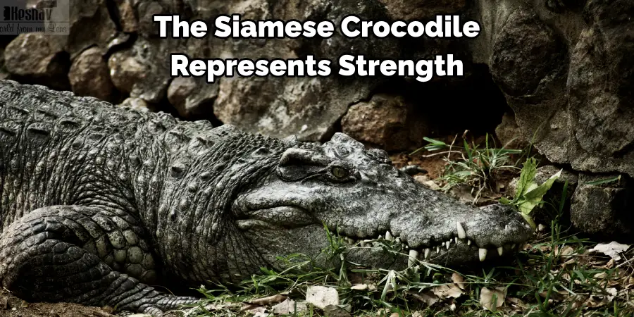 The Siamese Crocodile 
Represents Strength