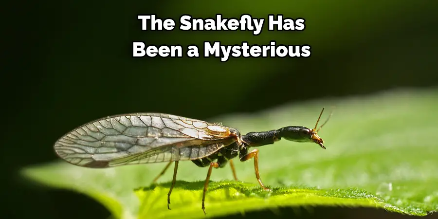 The Snakefly Has Been a Mysterious