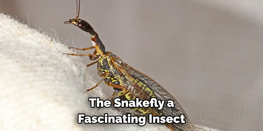 The Snakefly a 
Fascinating Insect