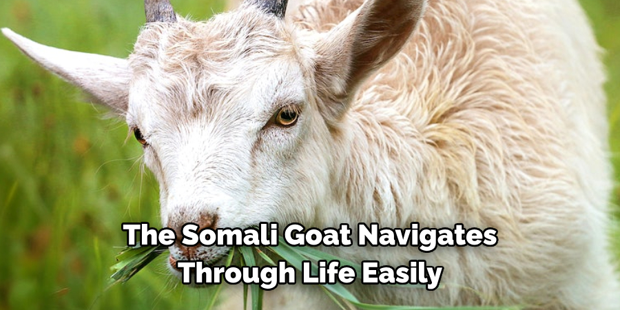 The Somali Goat Navigates 
Through Life Easily