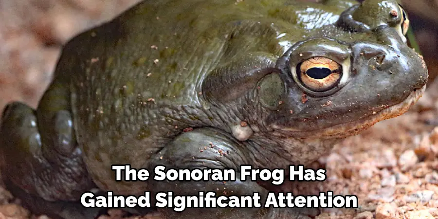 The Sonoran Frog Has 
Gained Significant Attention