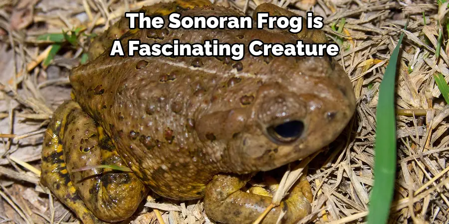 The Sonoran Frog is 
A Fascinating Creature