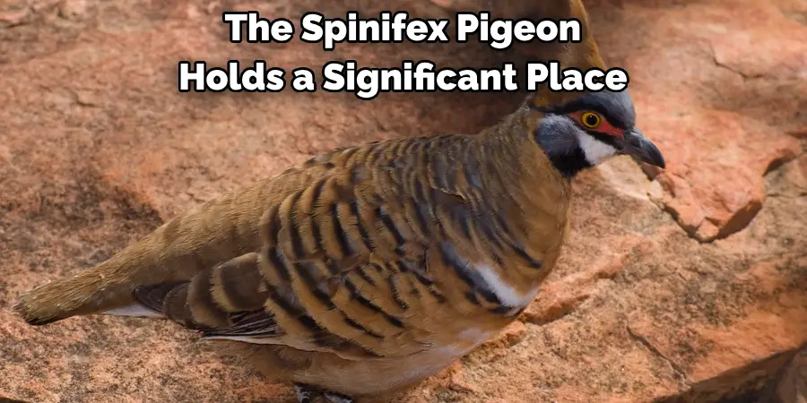 The Spinifex Pigeon 
Holds a Significant Place