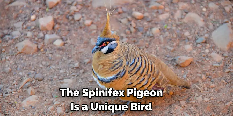 The Spinifex Pigeon
Is a Unique Bird 
