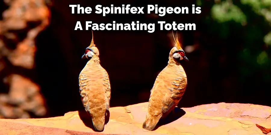 The Spinifex Pigeon is 
A Fascinating Totem 
