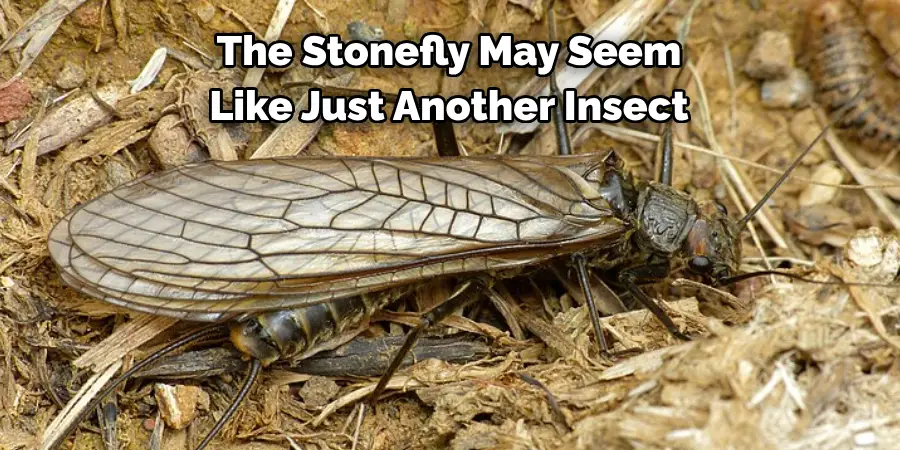 The Stonefly May Seem 
Like Just Another Insect