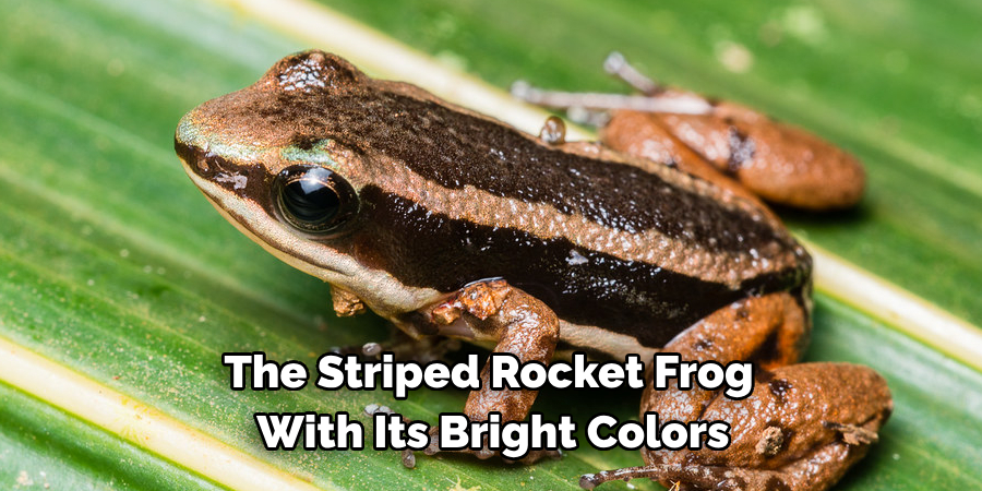 The Striped Rocket Frog
 With Its Bright Colors 