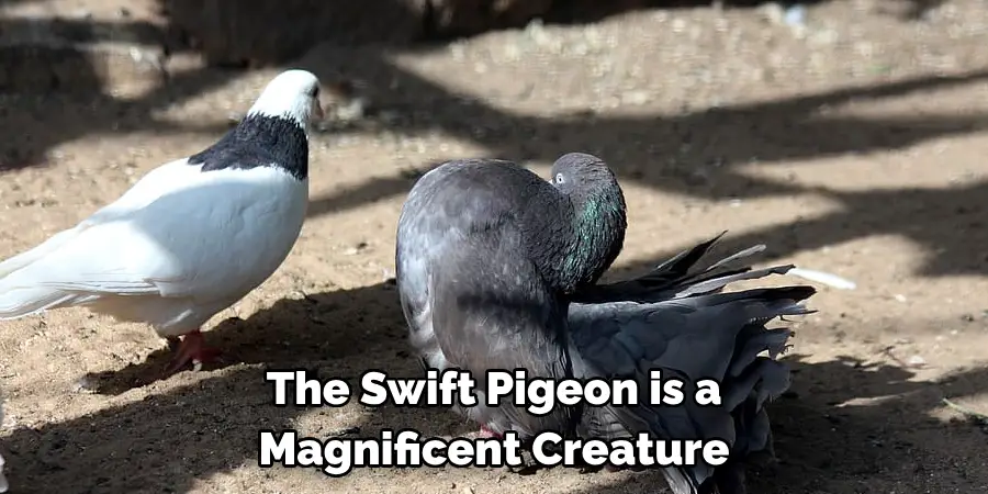 The Swift Pigeon is a
Magnificent Creature