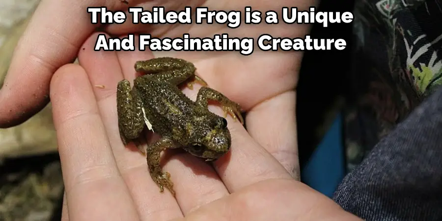 The Tailed Frog is a Unique 
And Fascinating Creature
