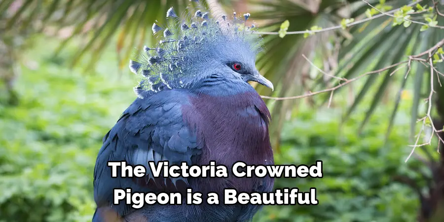The Victoria Crowned 
Pigeon is a Beautiful