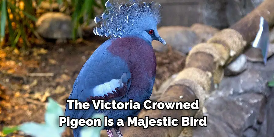 The Victoria Crowned 
Pigeon is a Majestic Bird