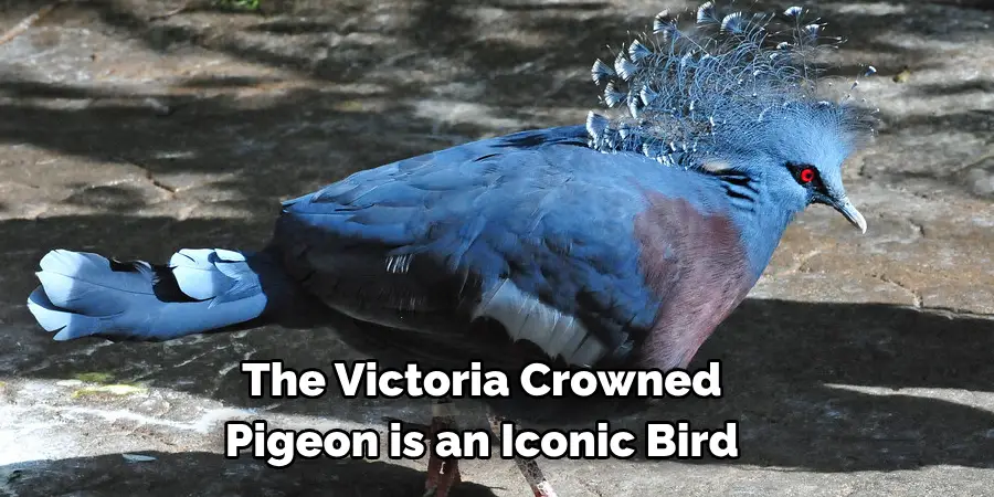 The Victoria Crowned
Pigeon is an Iconic Bird