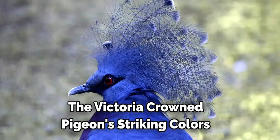 The Victoria Crowned 
Pigeon's Striking Colors