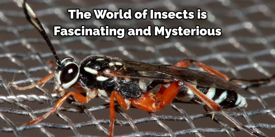 The World of Insects is 
Fascinating and Mysterious