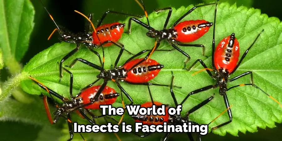 The World of 
Insects is Fascinating