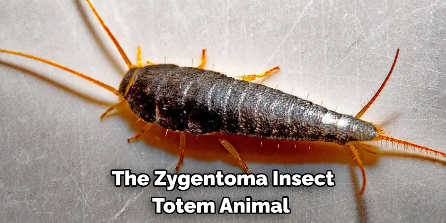 The Zygentoma Insect 
Totem Animal 