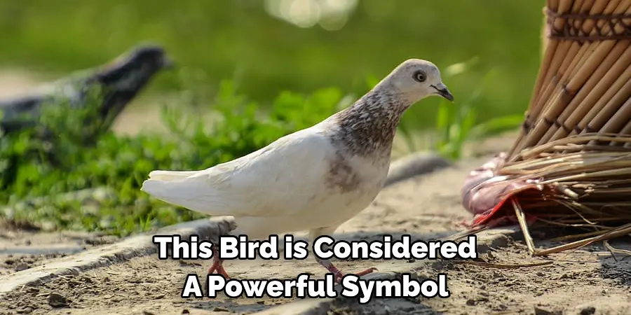 These Pigeons Have 
Been Bred to Fly in High