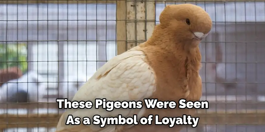 These Pigeons Were Seen 
As a Symbol of Loyalty