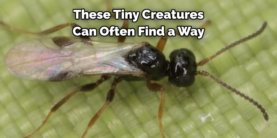 These Tiny Creatures 
Can Often Find a Way