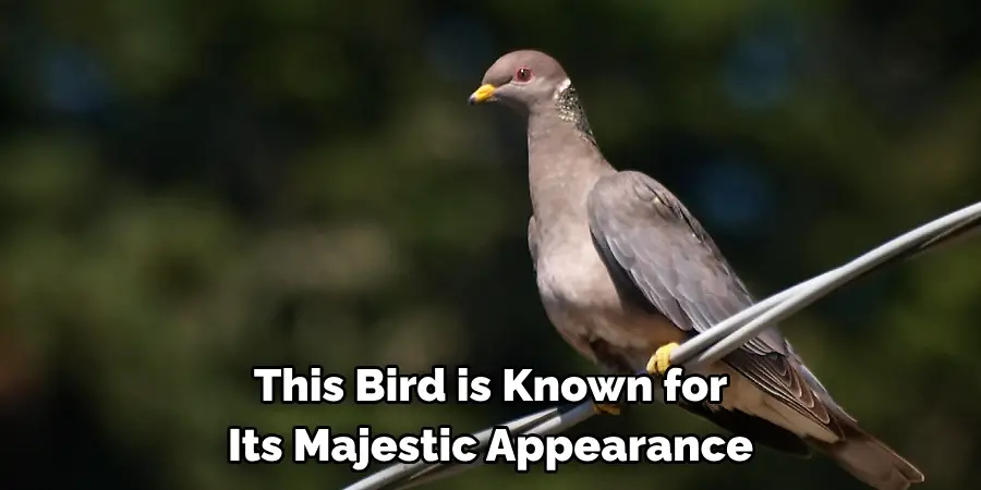 This Bird is Known for 
Its Majestic Appearance