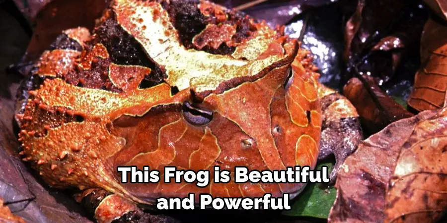 This Frog is Beautiful
and Powerful