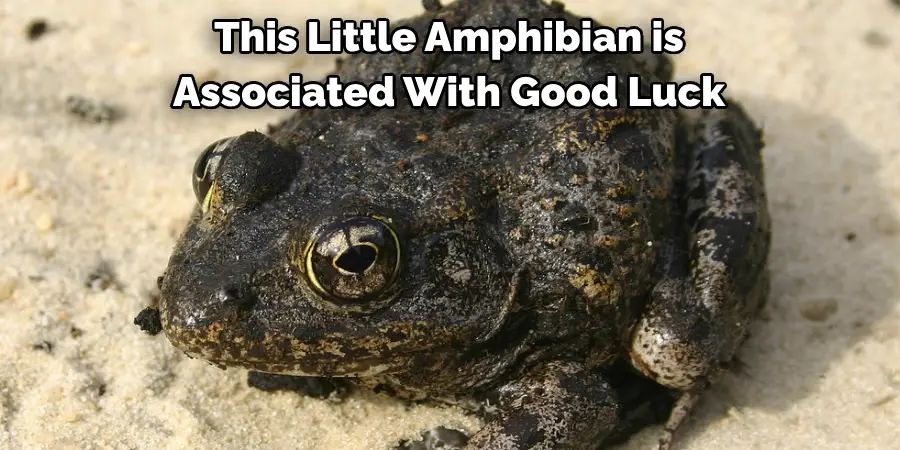 This Little Amphibian is 
Associated With Good Luck