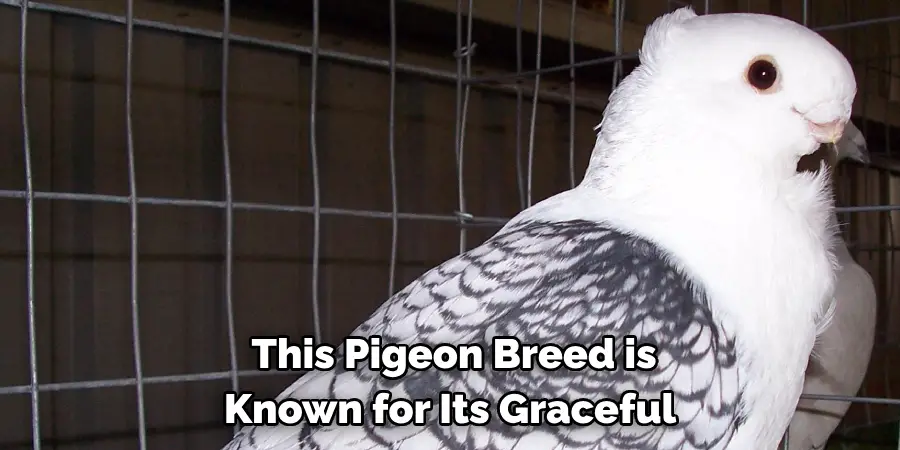  This Pigeon Breed is 
Known for Its Graceful 