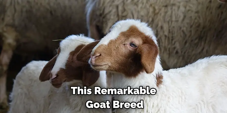 This Remarkable
 Goat Breed 