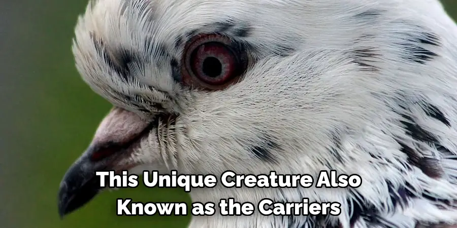 This Unique Creature Also 
Known as the Carriers