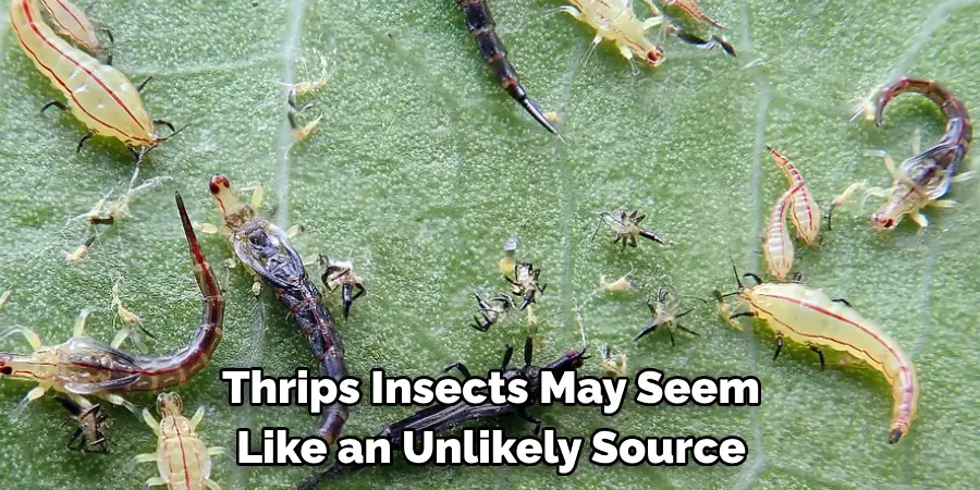 Thrips Insects May Seem 
Like an Unlikely Source