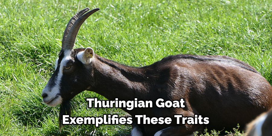 Thuringian Goat 
Exemplifies These Traits