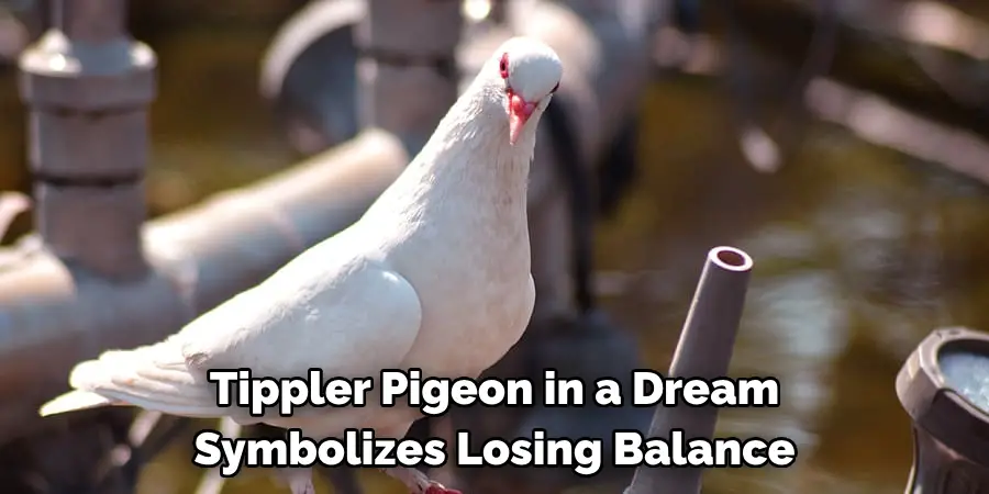 Tippler Pigeon in a Dream 
Symbolizes Losing Balance