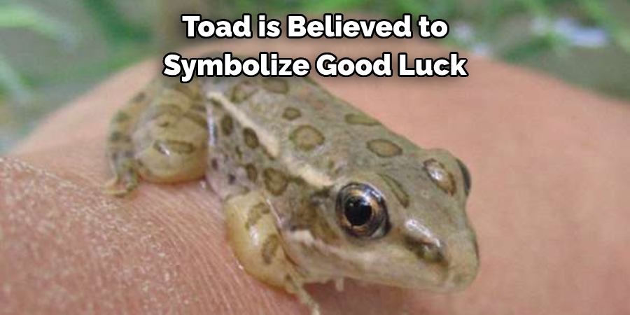 Toad is Believed to 
Symbolize Good Luck