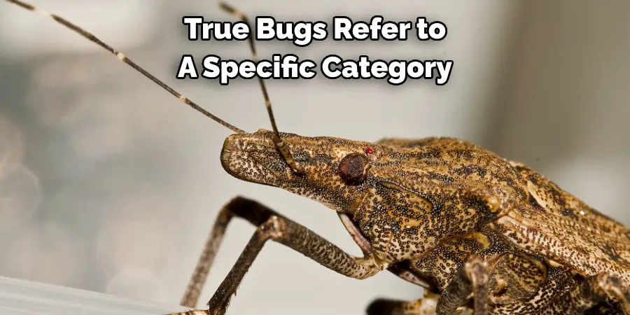 True Bugs Refer to 
A Specific Category