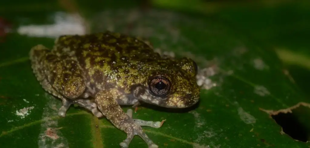 Waterfall Frog Spiritual Meaning