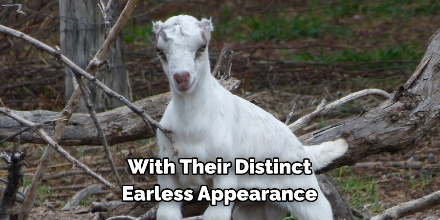 With Their Distinct 
Earless Appearance